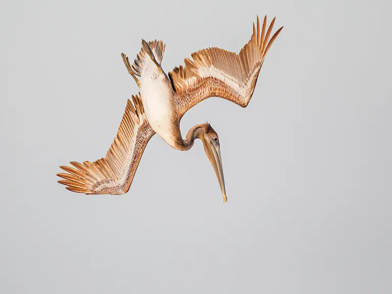 Brown Pelican