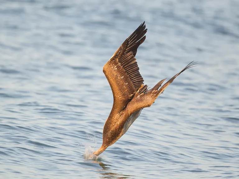 Brown Pelican