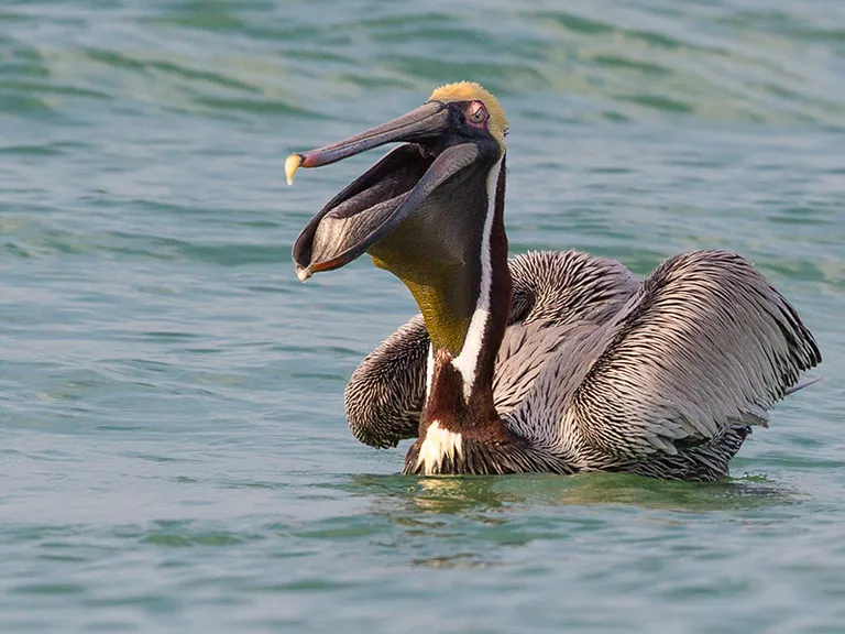 Brown Pelican