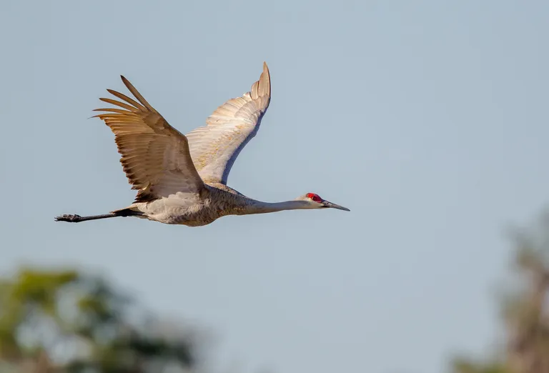 Sandhill Crane
