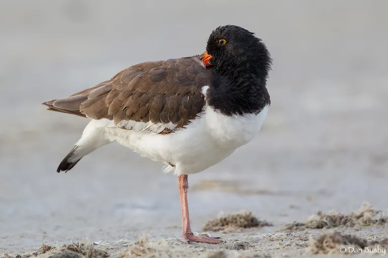 American Oystercatcher