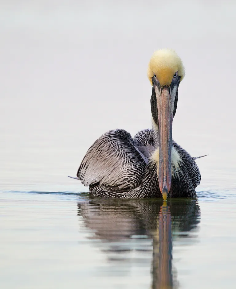 Brown Pelican