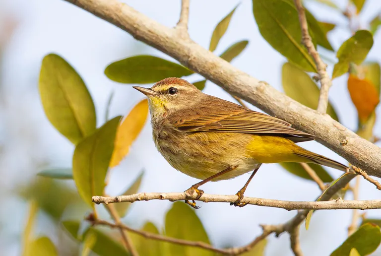 Palm Warbler