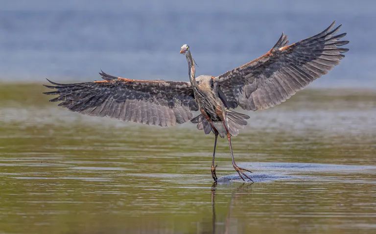 Great Blue Heron