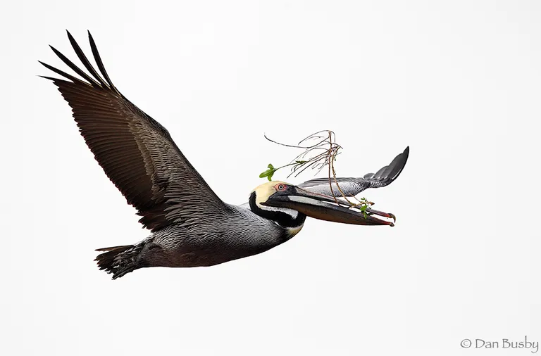 Brown Pelican