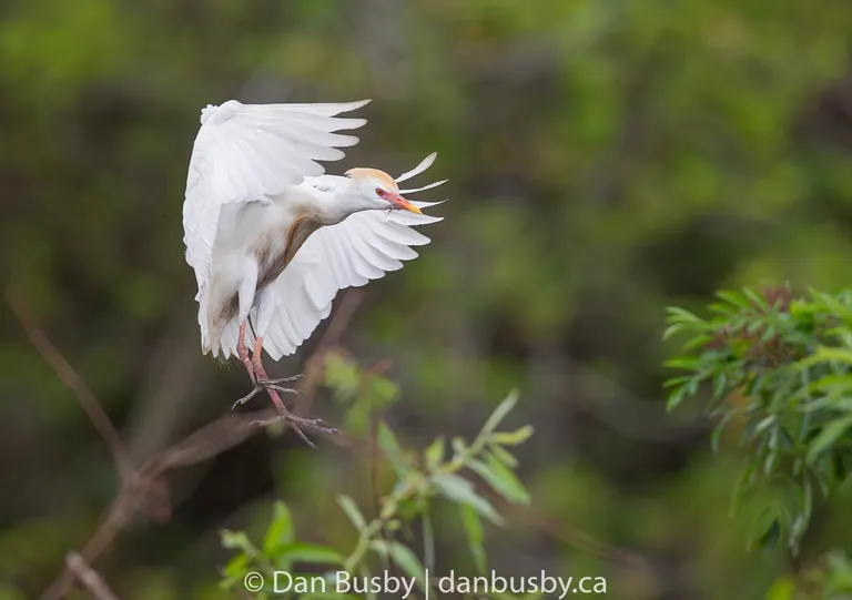 Cattle Egret