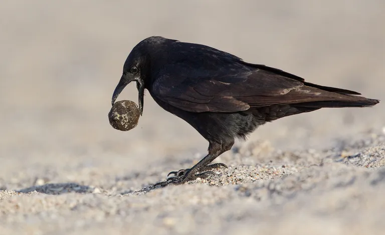 Fish Crow