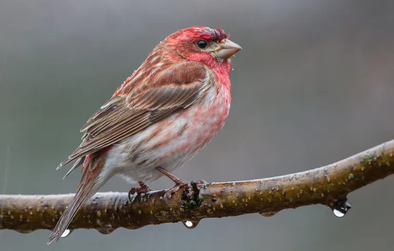 Purple Finch, male