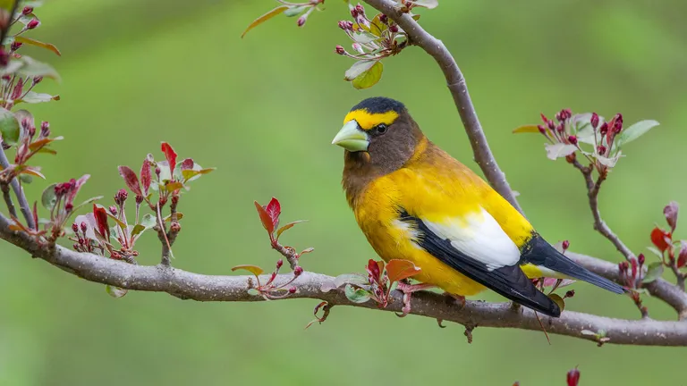Evening Grosbeak, male