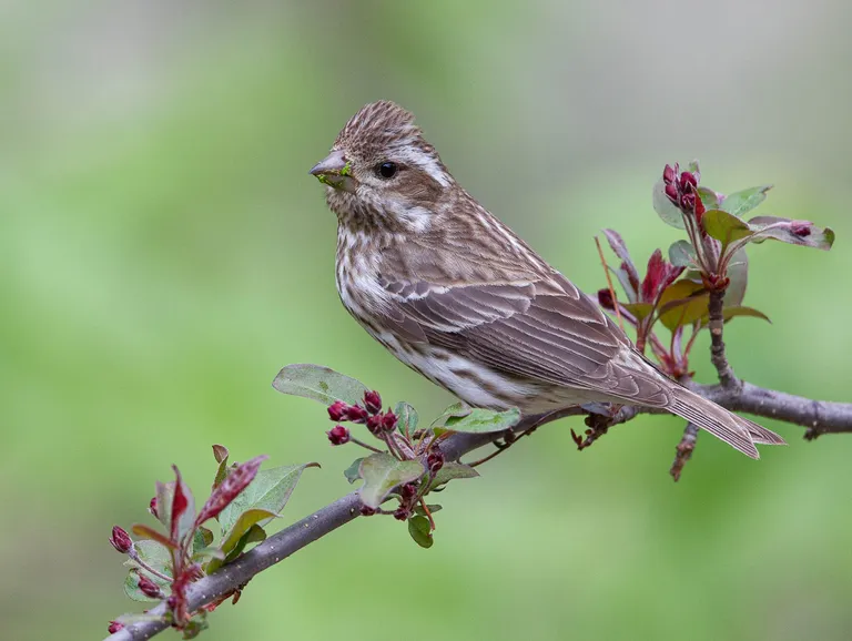Purple Finch (female)