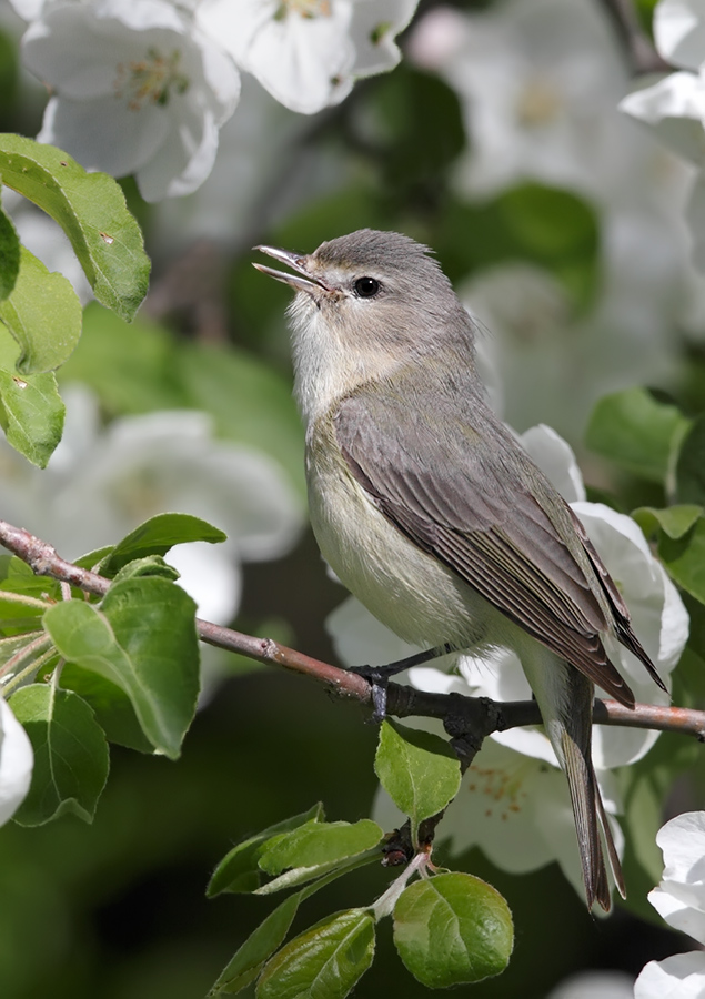 Warbling Vireo
