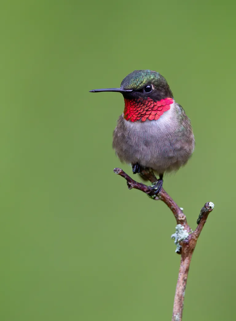Ruby-throated Hummingbird, male