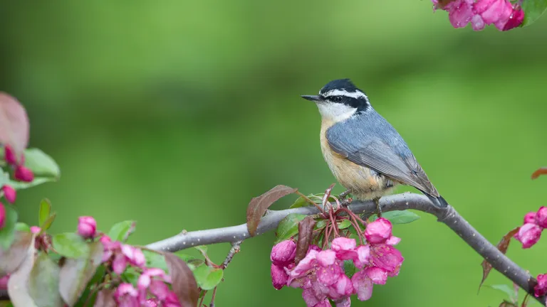 Red-breasted Nuthatch