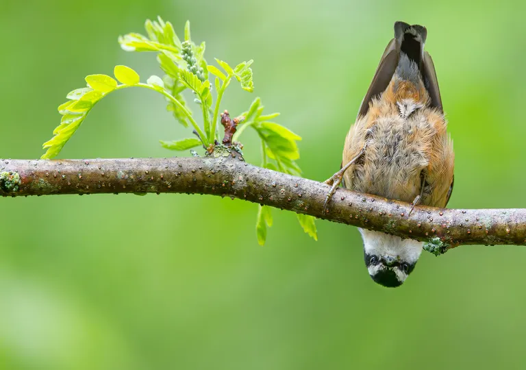Red-breasted Nuthatch