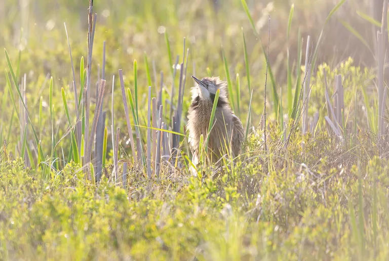 American Bittern