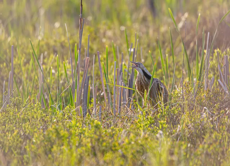 American Bittern