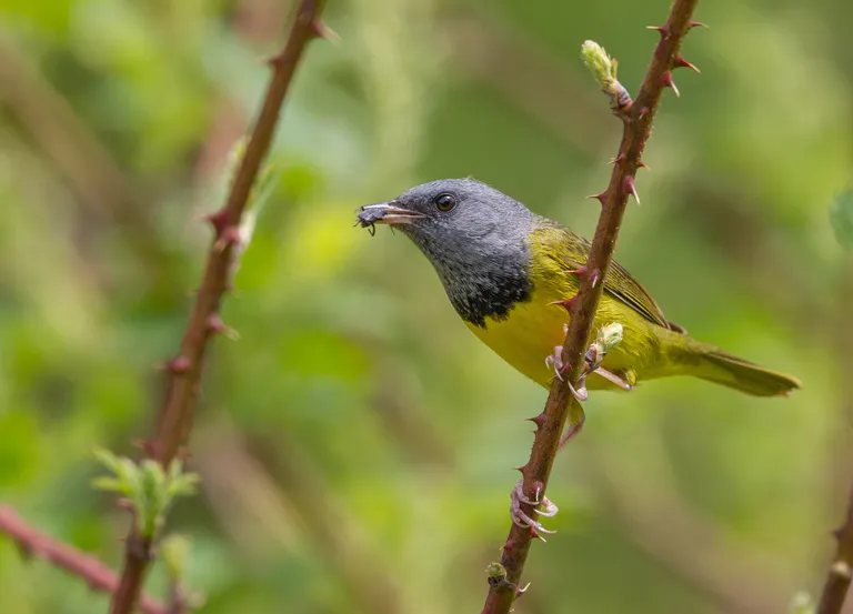 Mourning Warbler, male