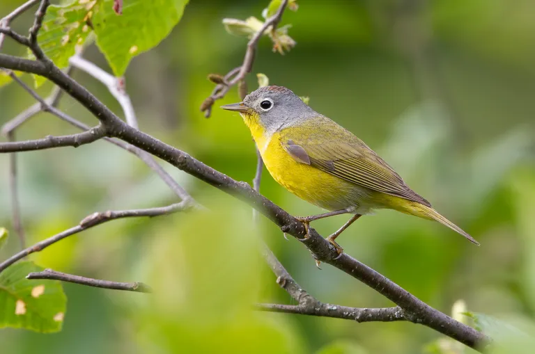 Nashville Warbler