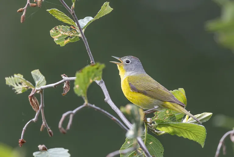 Nashville Warbler