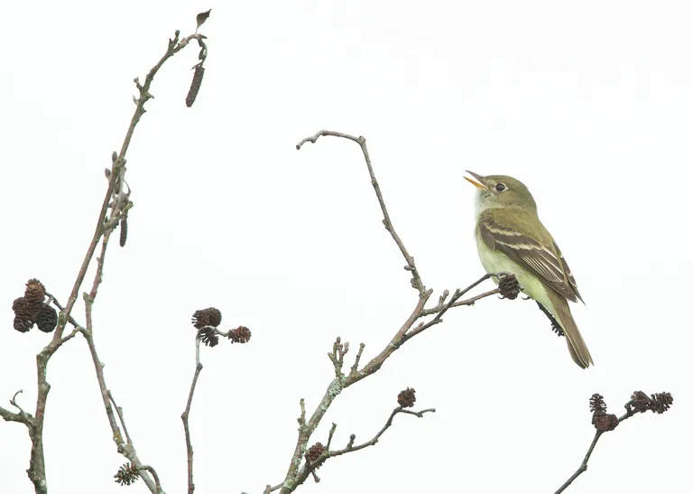 Alder Flycatcher
