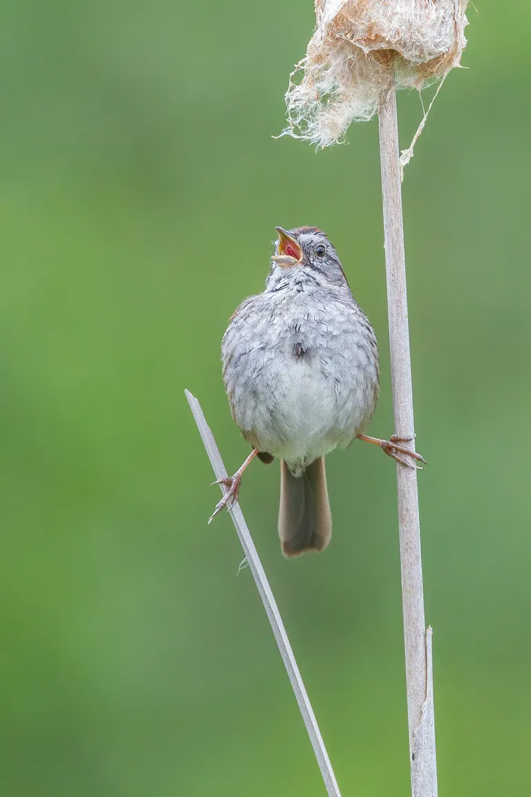 Swamp Sparrow