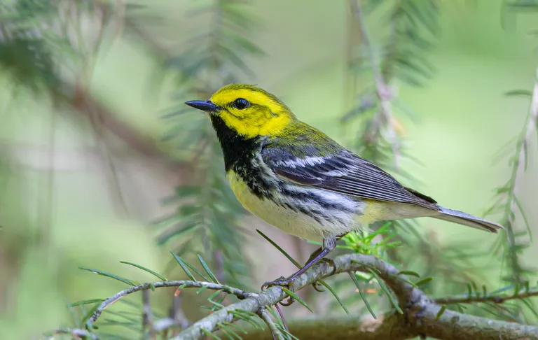 Black-throated Green Warbler, male