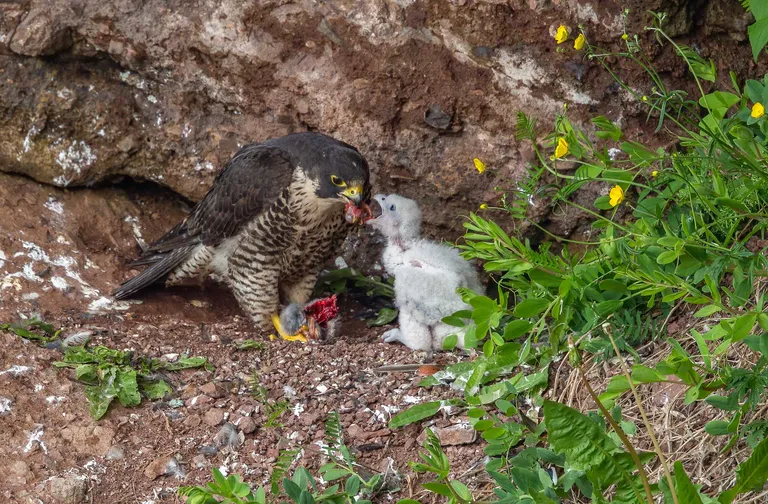 Peregrine Falcon