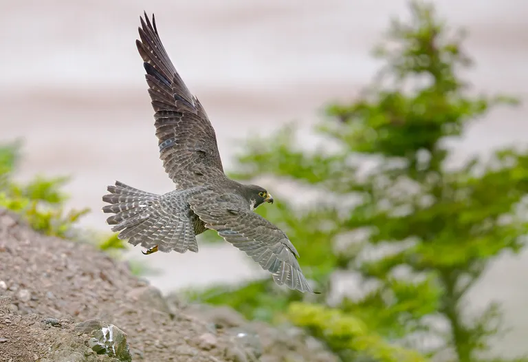 Peregrine Falcon