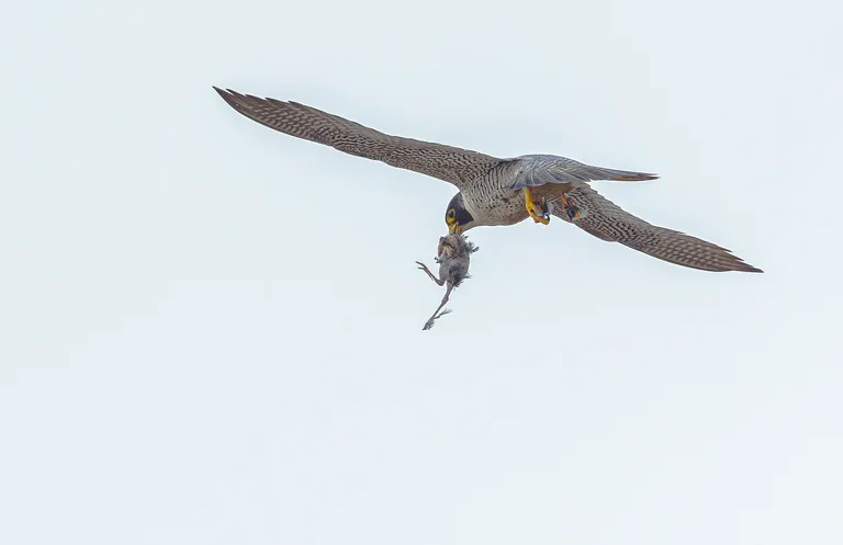 Peregrine Falcon