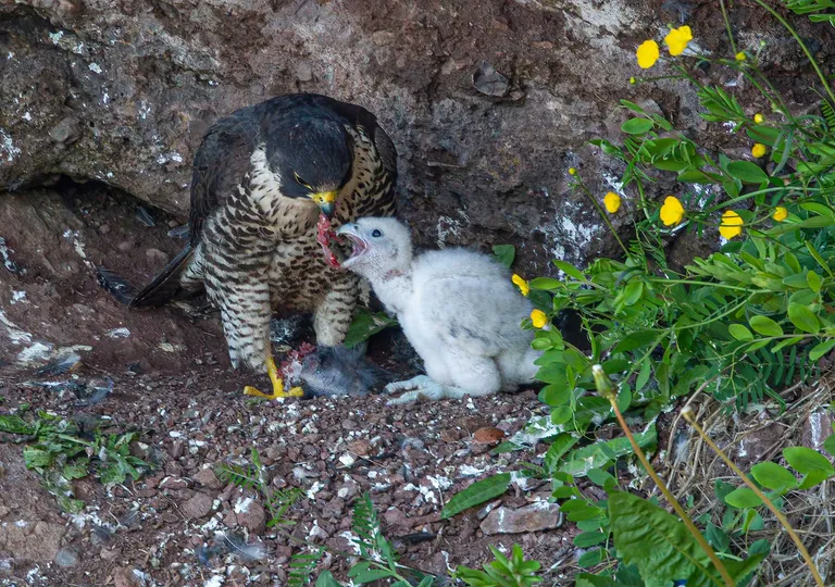Peregrine Falcon