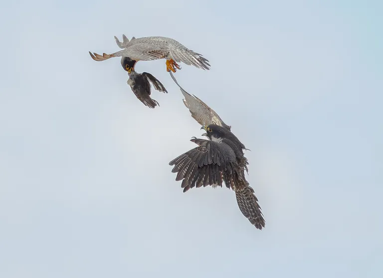 Peregrine Falcon