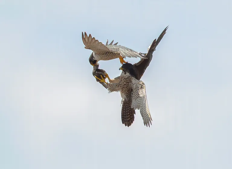 Peregrine Falcon