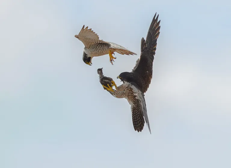 Peregrine Falcon
