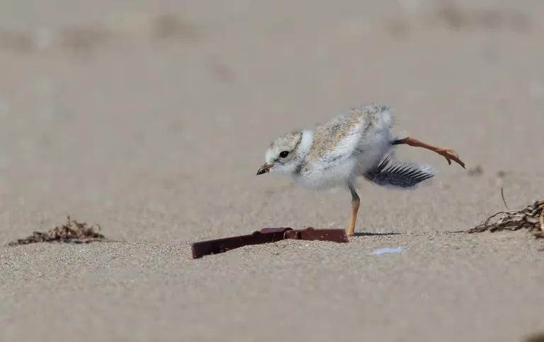 Piping Plover, chick