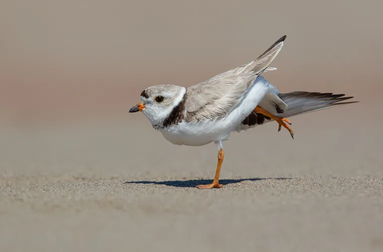 Piping Plover