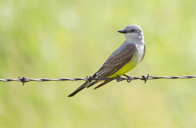 Western Flycatcher