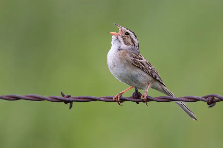 Clay-colored Sparrow
