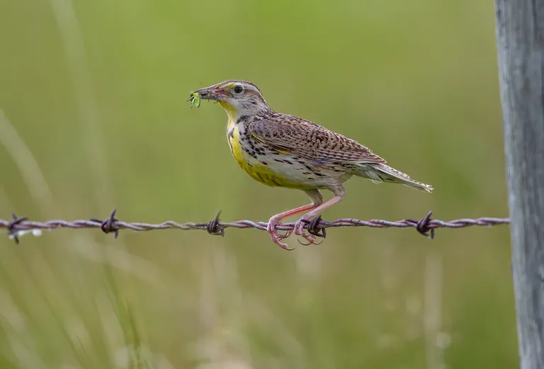 Western Meadowlark