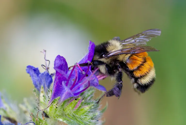 Bumble Bee