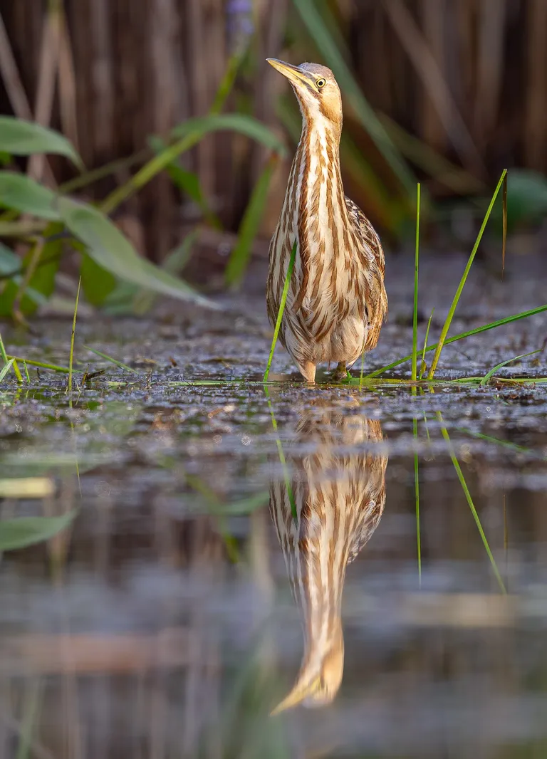 American Bittern