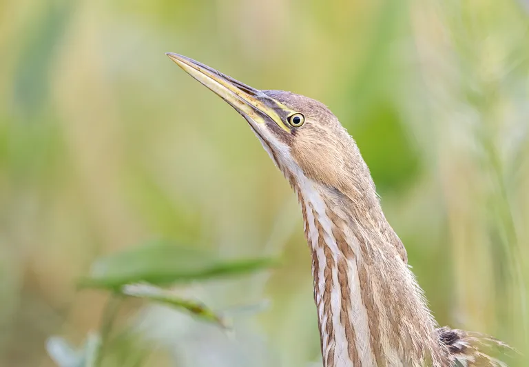 American Bittern