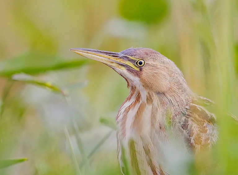 American Bittern