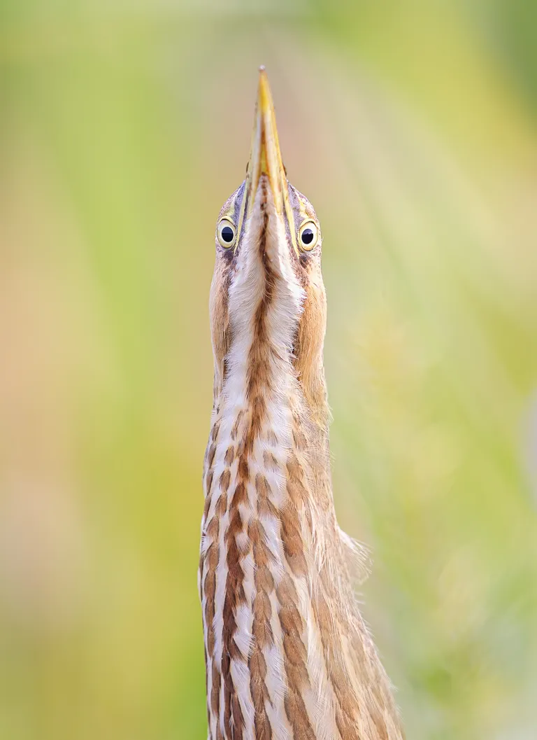 American Bittern