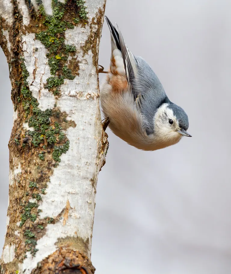 White-breasted Nuthatch