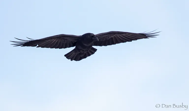 Common Raven