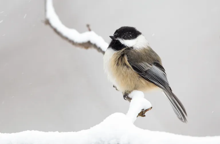 Black-capped Chickadee