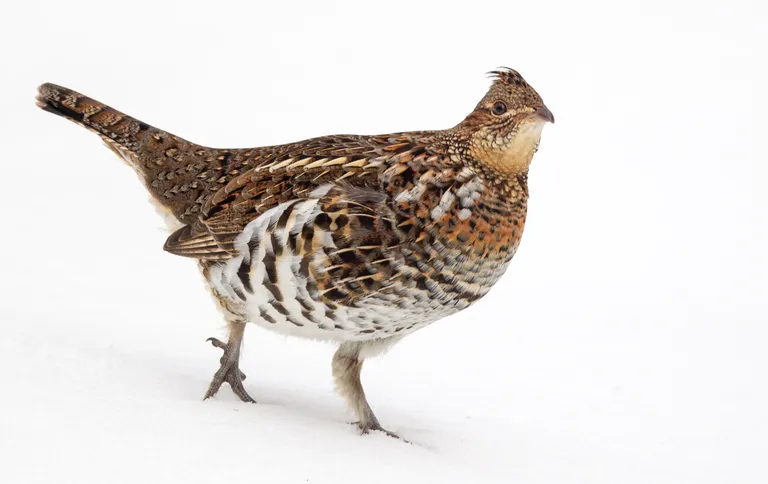 Ruffed Grouse