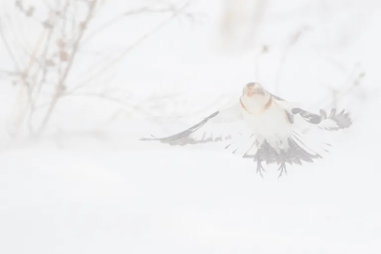Snow Bunting