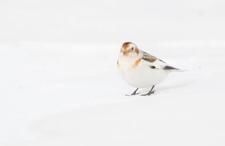 Snow Bunting