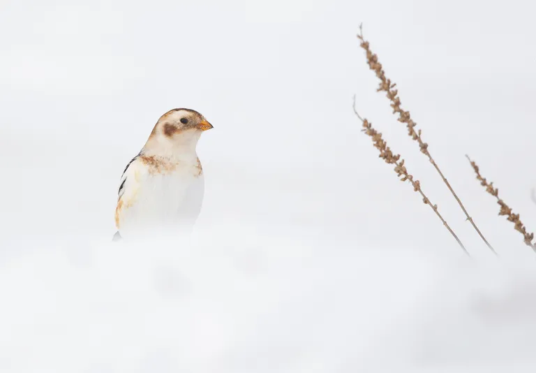Snow Bunting